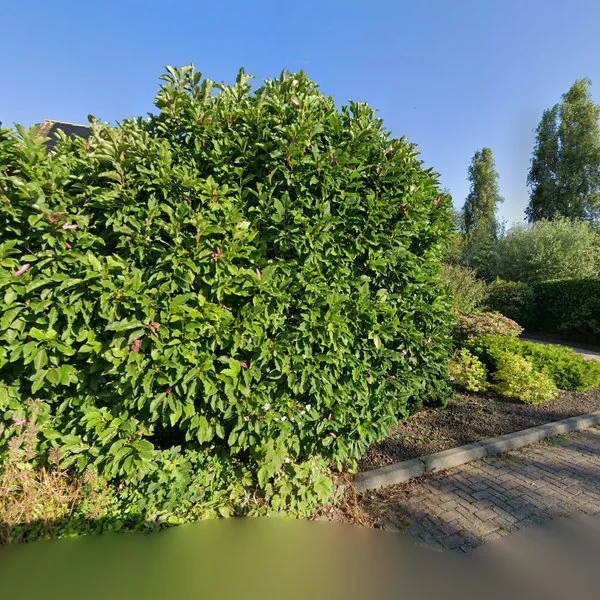 Straatbeeld van Haringhuizen 6, 9845AN Visvliet