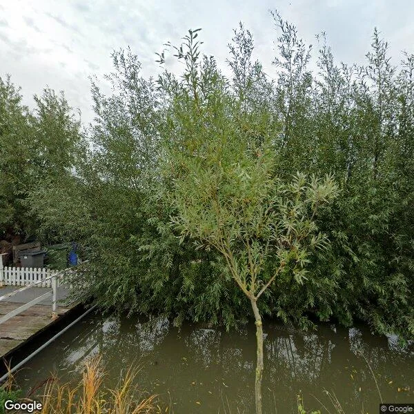 Straatbeeld van 't Woudt 4, 2636HD Schipluiden