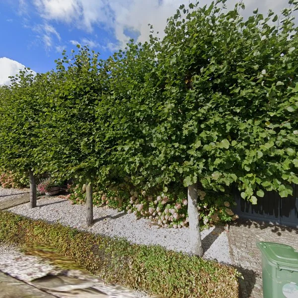 Straatbeeld van Tongerlo 10, 5993NS Maasbree